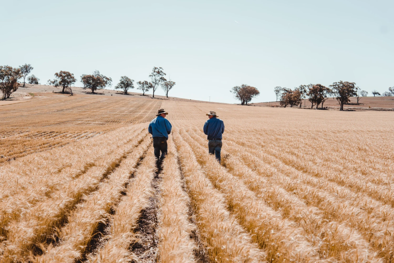 Manildra Group — enterprise agribusiness SEO case study by Whitehat Agency